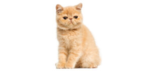 Exotic Shorthair