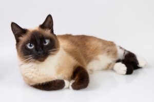 Snowshoe