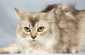 Tiffanie (Asian Longhair)