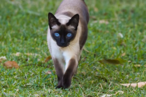 Tonkinese