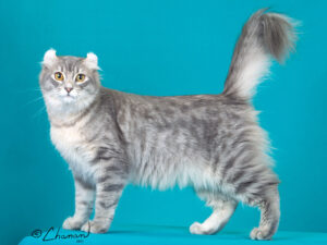 American Curl