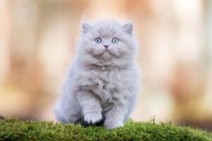 British Longhair
