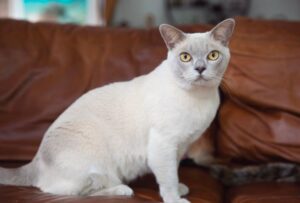 Burmese