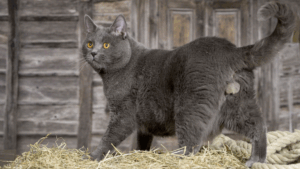 Chartreux
