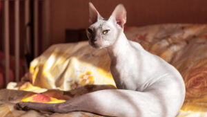 Donskoy