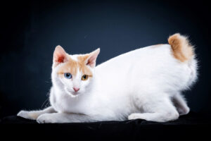 Japanese Bobtail
