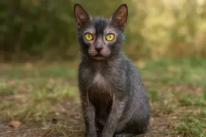 Lykoi