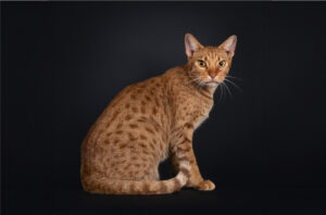 Ocicat