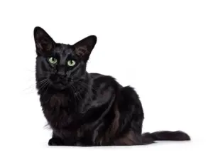 Oriental Longhair