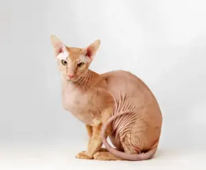 Peterbald