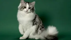 Ragamuffin