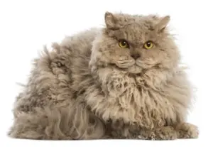 Selkirk Rex
