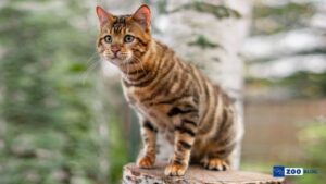 Toyger