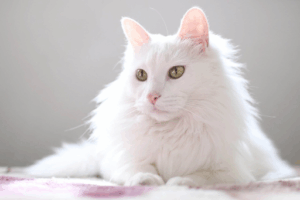 Turkish Angora (Ankara Kedisi)