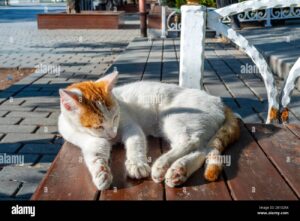Turkish Street Cat (Domestic Shorthair)