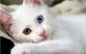 Turkish Van (Van Kedisi)